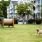 Huge leash free pet park 