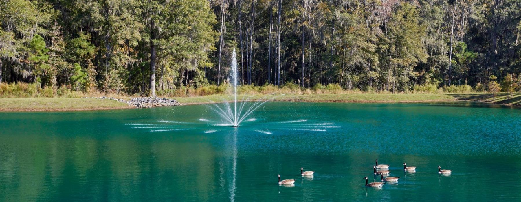 a group of ducks swimming in a lake surrounded by trees