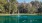 a group of ducks swimming in a lake surrounded by trees